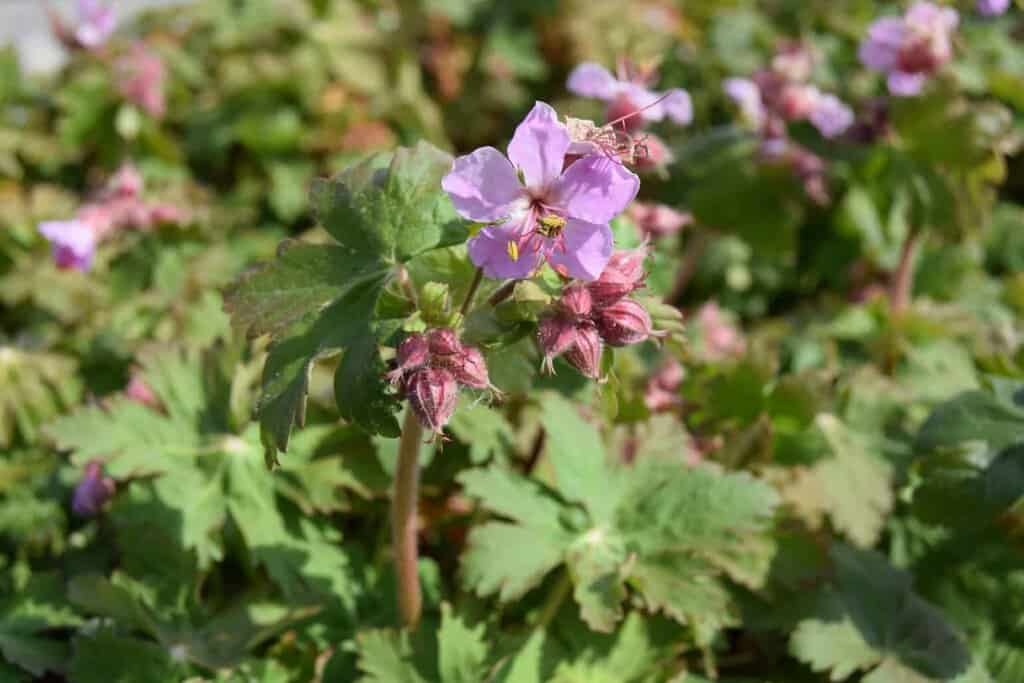 Geranium macrorrhizum 'Ingwersen's Variety' ---